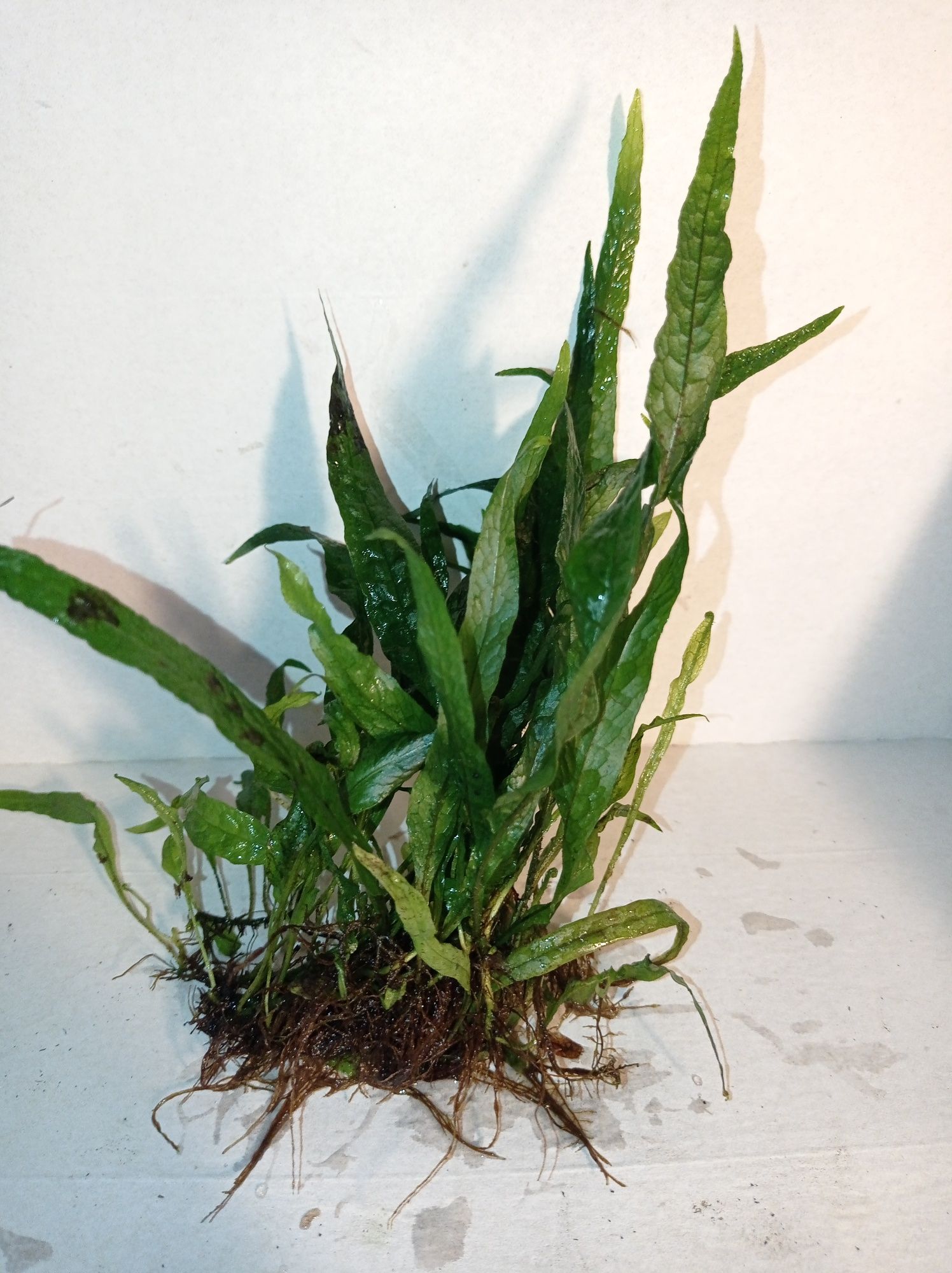 Microsorium pteropus mini leaves, roślina do akwarium lub paludarium.