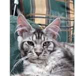 Gatinho Maine Coon