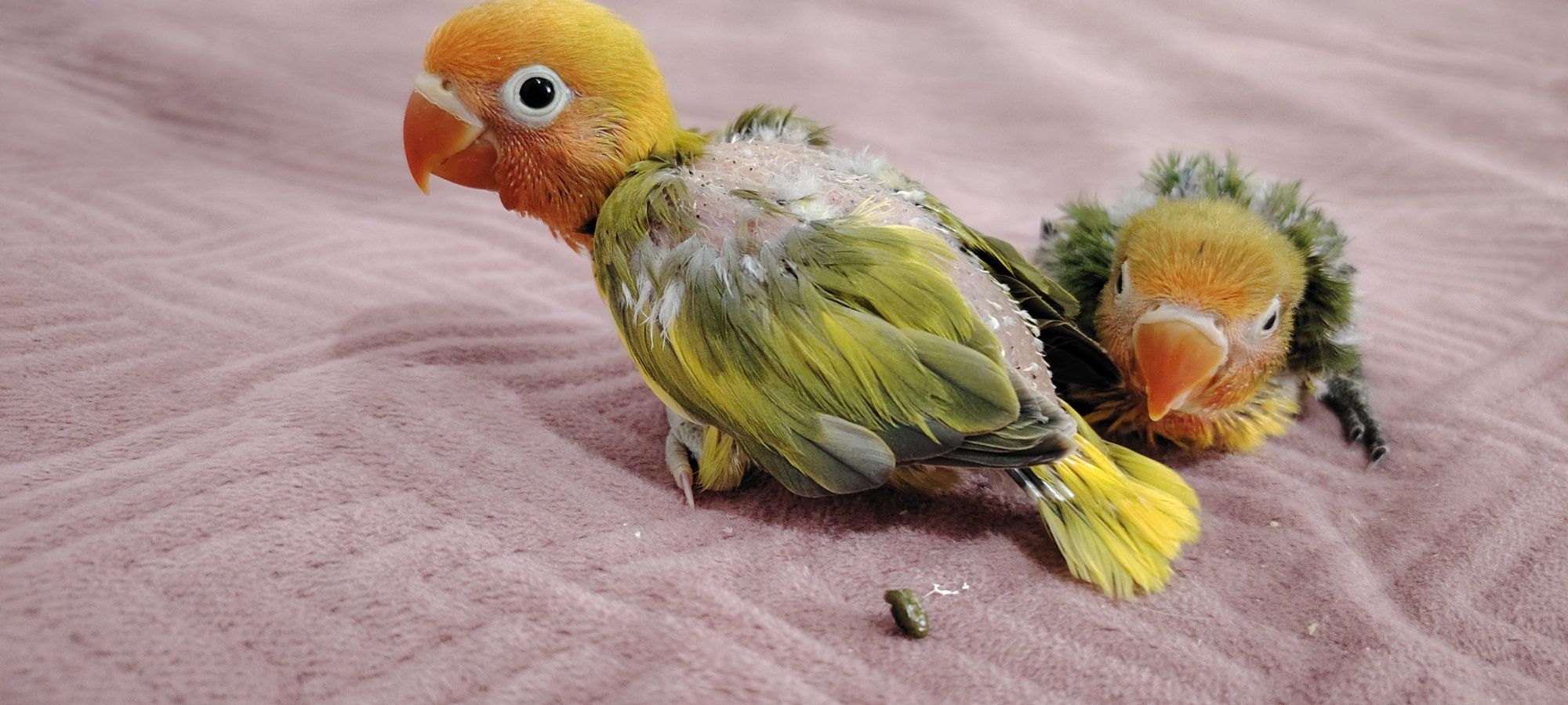 Agapórnis Fischer Opalino.