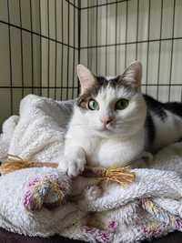 Cruella - kot, kociak, kotka do adopcji, za darmo!