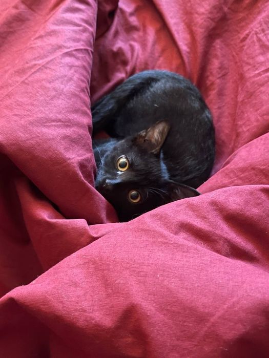 Кішечка в добрі руки