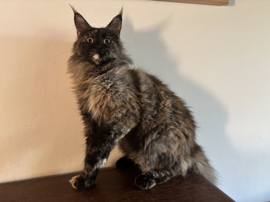 Roma  11 miesieczna kotka  do hodowli Maine coon z rodowodem FPL