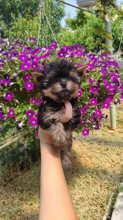 Йорк із душею поета!