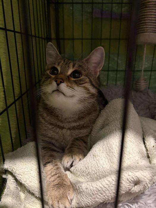 Kasiula błaga o dom