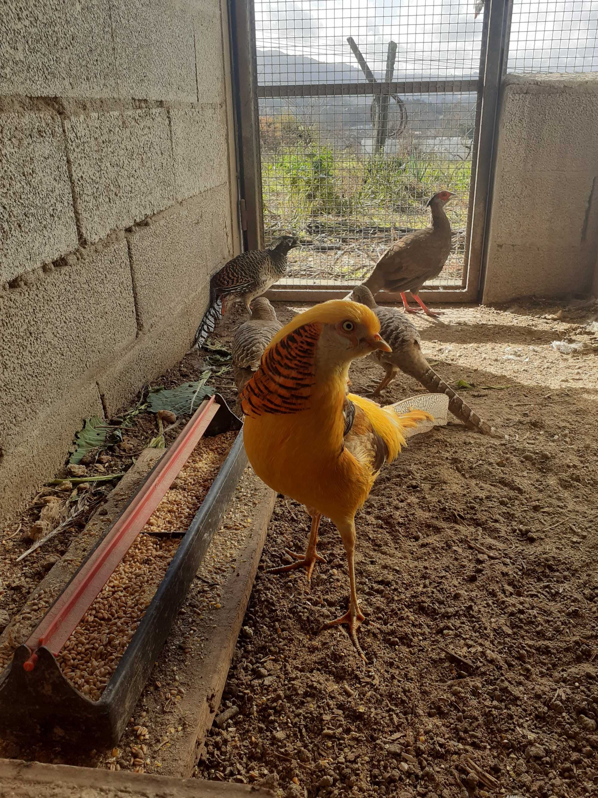 Faisões,  Pavões, Patos  muito bonitos