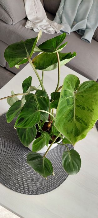 Filodendron Gloriosum Variegata