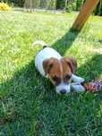 Jack Russell gotowy do odbioru