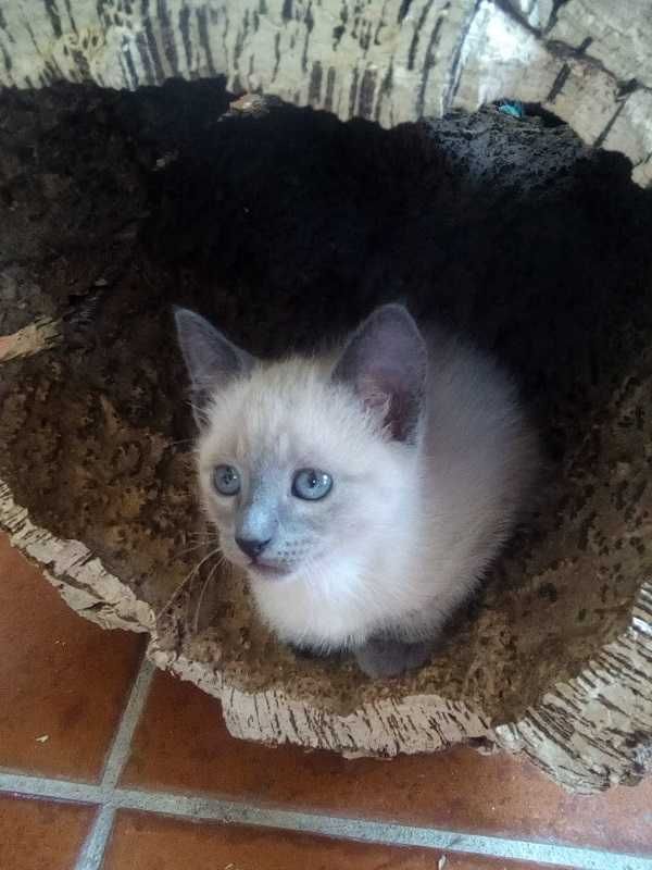 Lindo gatinho especial para amor e alegria em casa