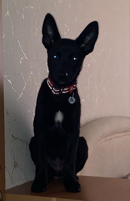 Гарне цуценя з Донбасу