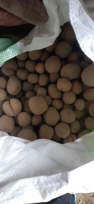 Ziemniaki paszowe drobne