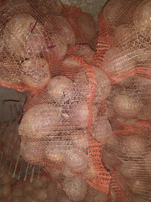 Ziemniaki eko sprzedam