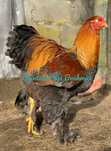 Ovos Brahma Perdiz