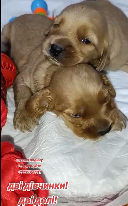 Англійські кокер-спанієлі, хлопчики і дівчатка