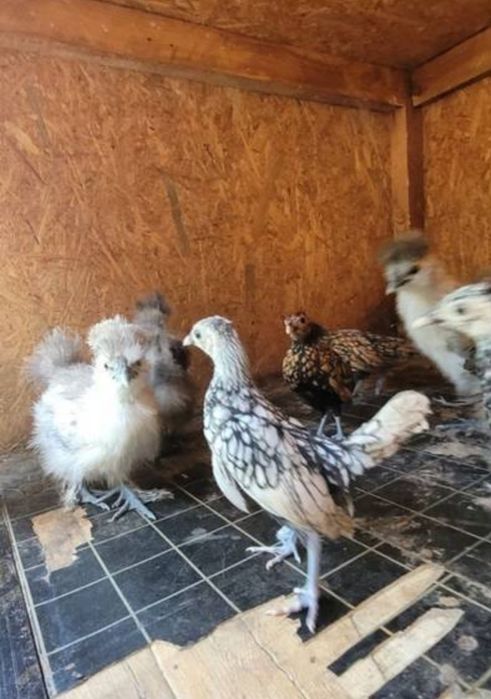 Sprzedam kury silki, kochiny, srebrytki,
biatoczuby holenderskie