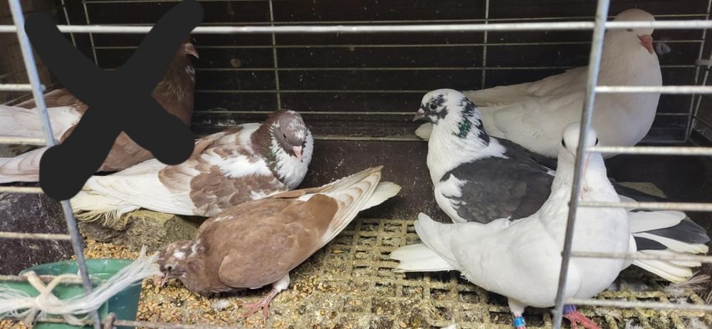 Samce kumru gołębie ozdobne