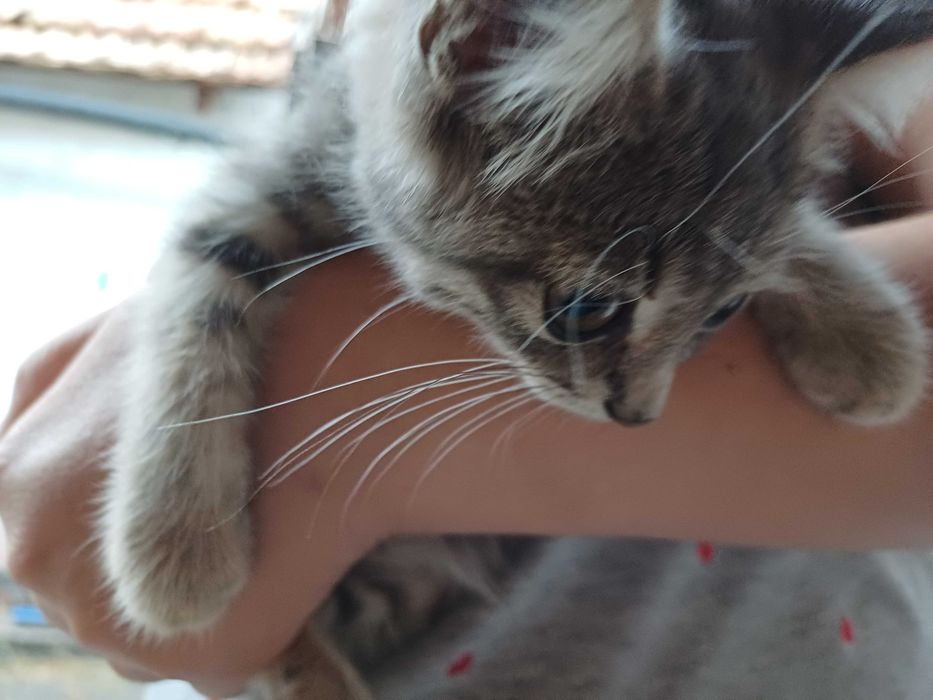 Кошеня  дівчинка котенок девочка