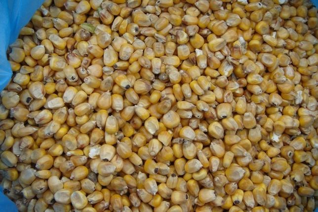 Продам зерно кукурузы. Урожай 2021