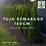 Thuja Tuja Szmaragd 160cm gotowy żywopłot TRANSPORT SADZIMY