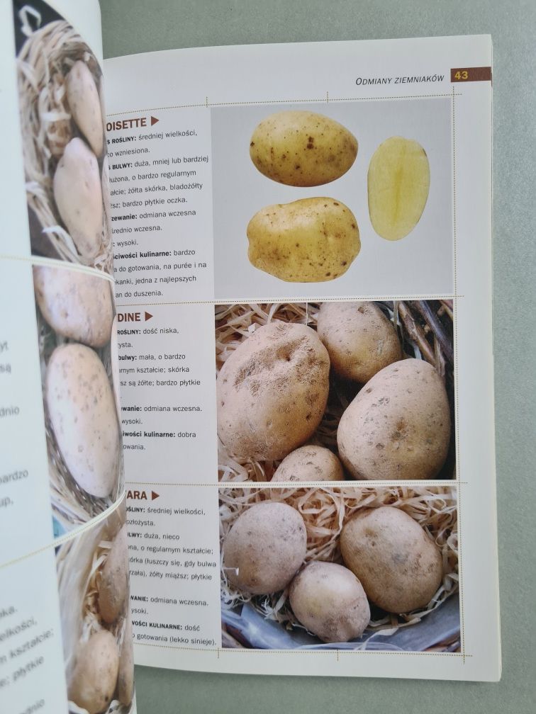 Uprawa ziemniaków - Książka