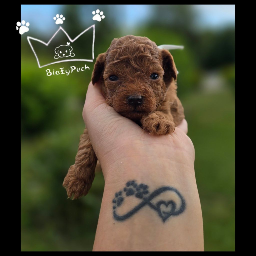 Pudel toy red brown teacup pudelek  badania paszport wyprawka
