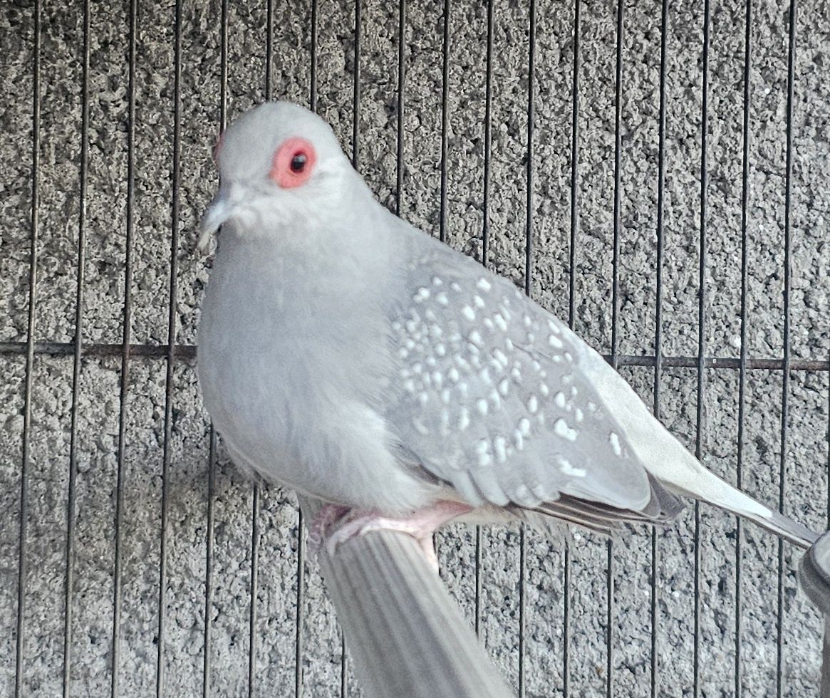 Macho bonito com bom porte