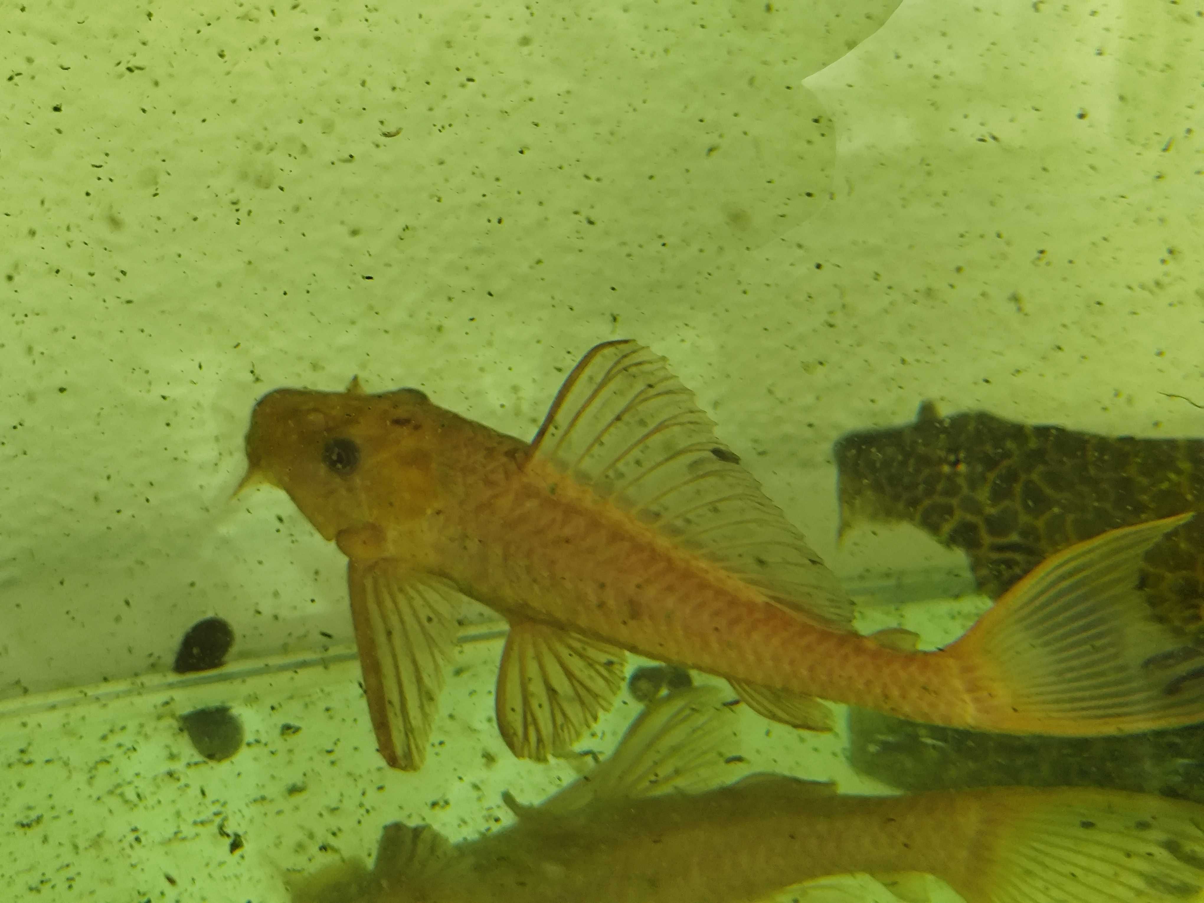 Urgente Aquariofilia, aquário, plantas e peixes