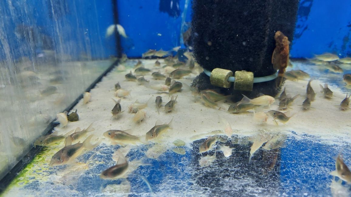 Kirysek spiżowy (Corydoras aeneus) WYSYŁKA AKWAWIN