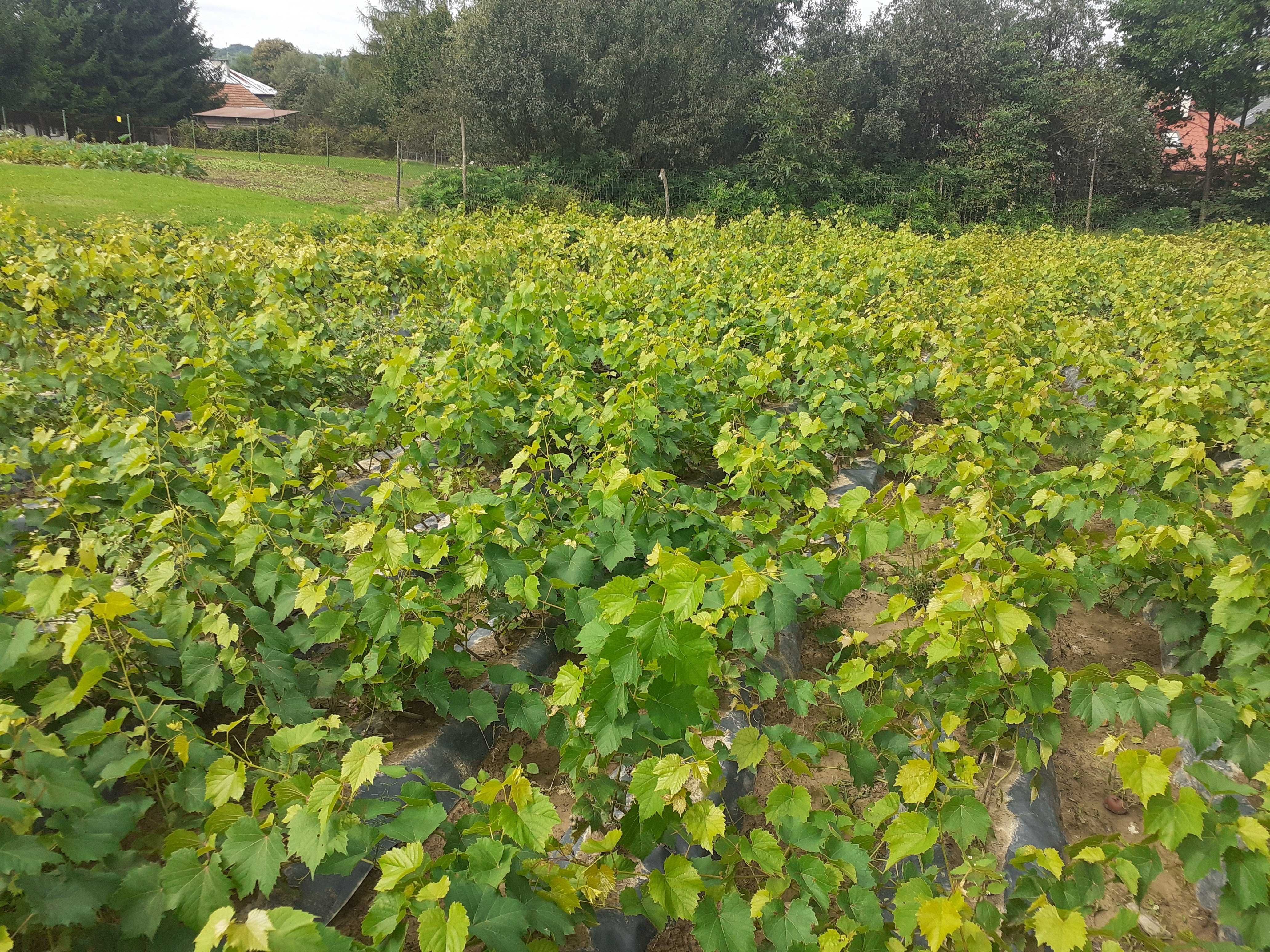 winogron sadzonki- winorośl-winogrona na wino oraz deserowe