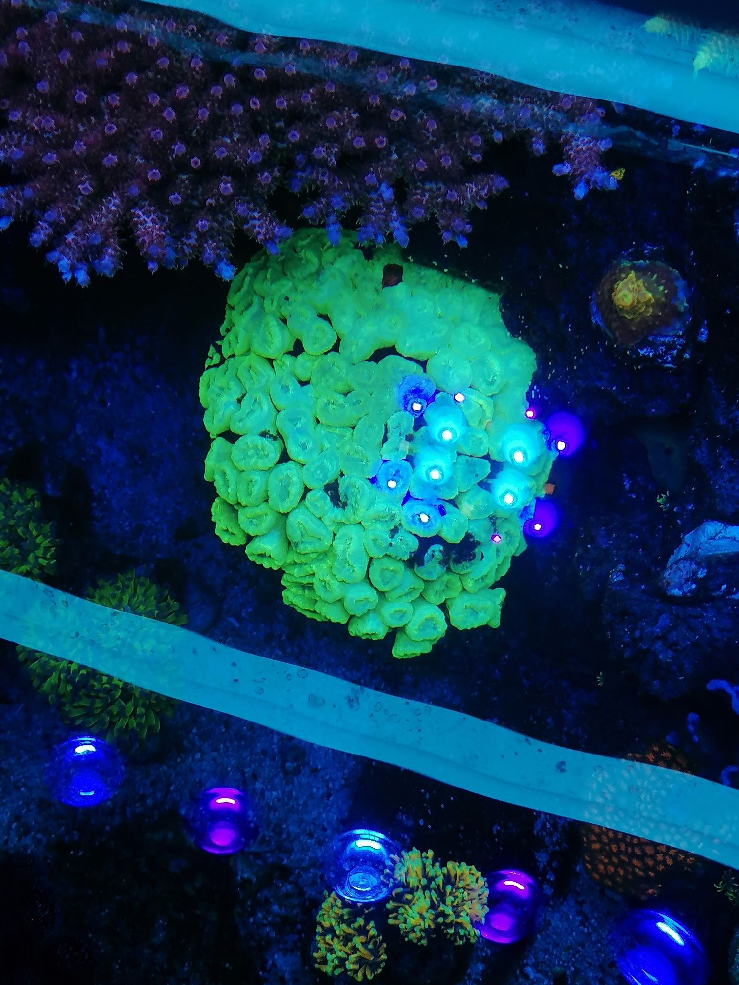 Calustrea fluo green szczepki koralowce akwarium morskie