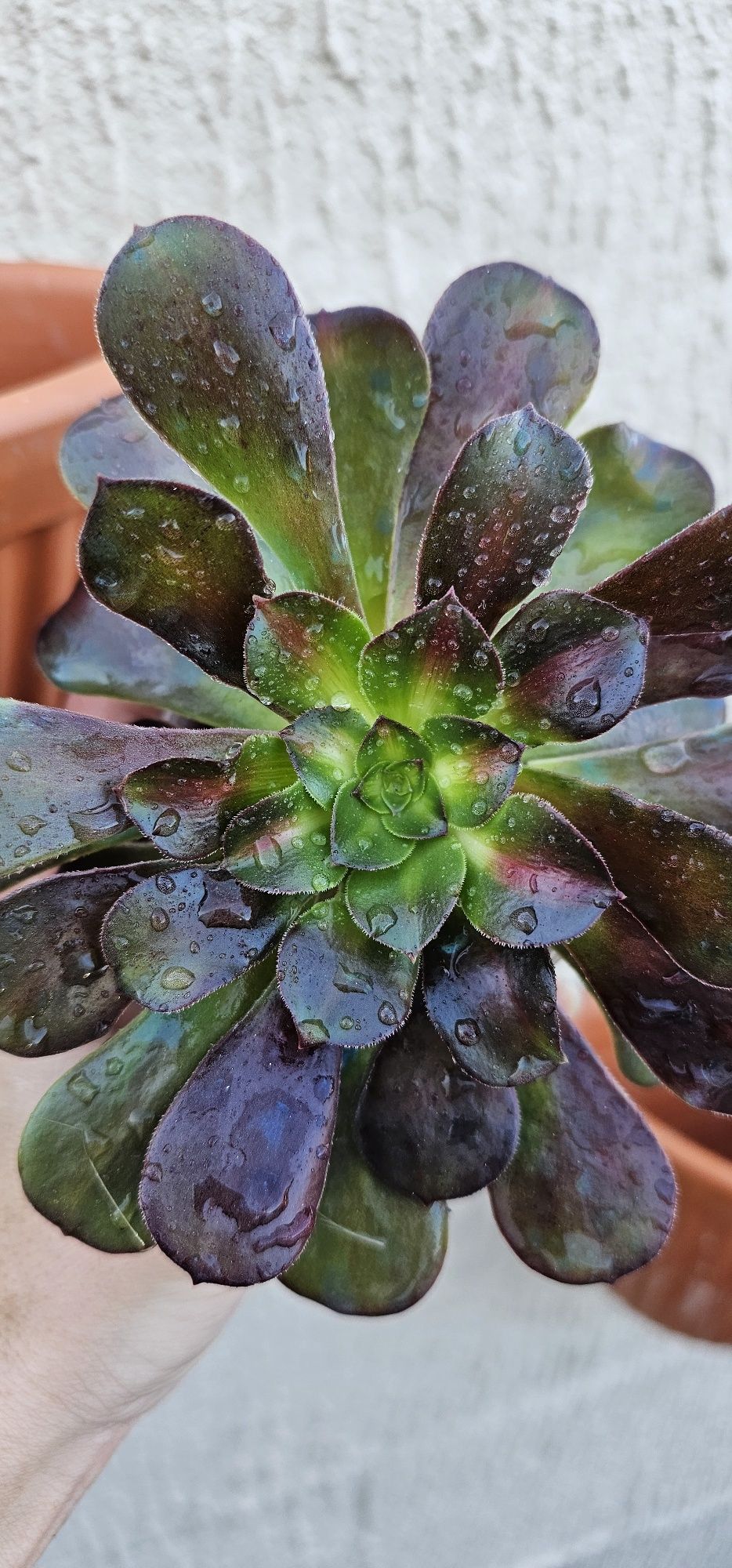 Aeonium kilimanjaro suculentas