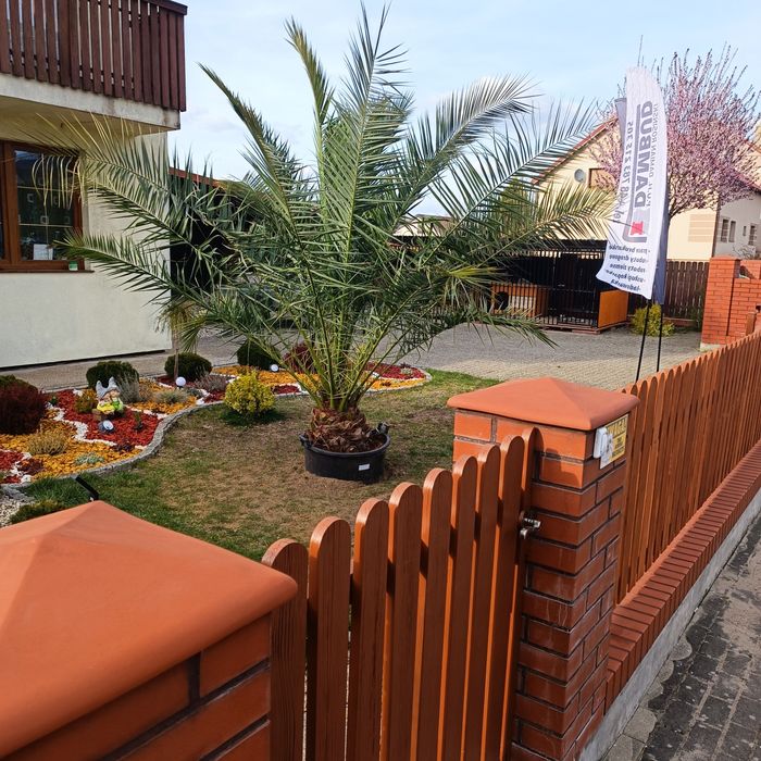 Palma Daktylowiec Kanaryjski