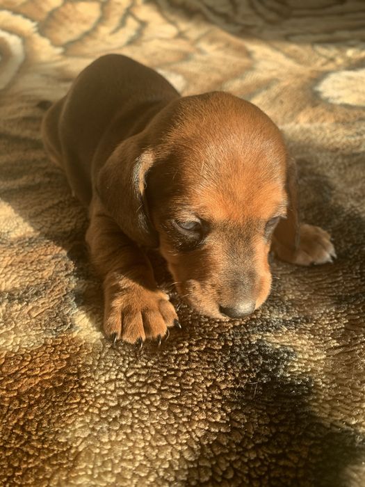 Цуценята такси, шукають родину!