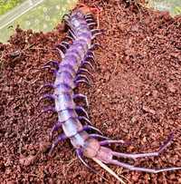 Rarytas Skolopendra celebes Purple ptasznik skorpion Skolopendry