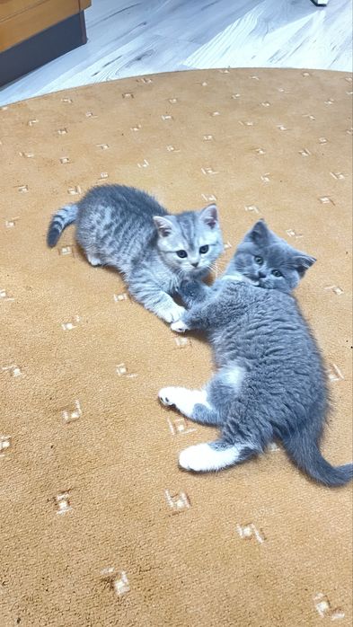 Кошенята 2 місяці