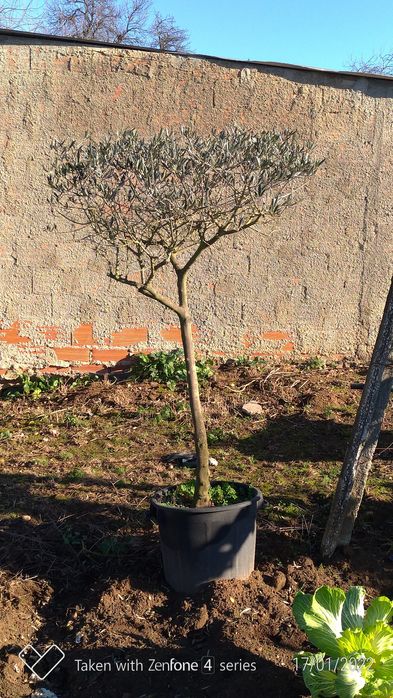 Árvores de Oliveira.