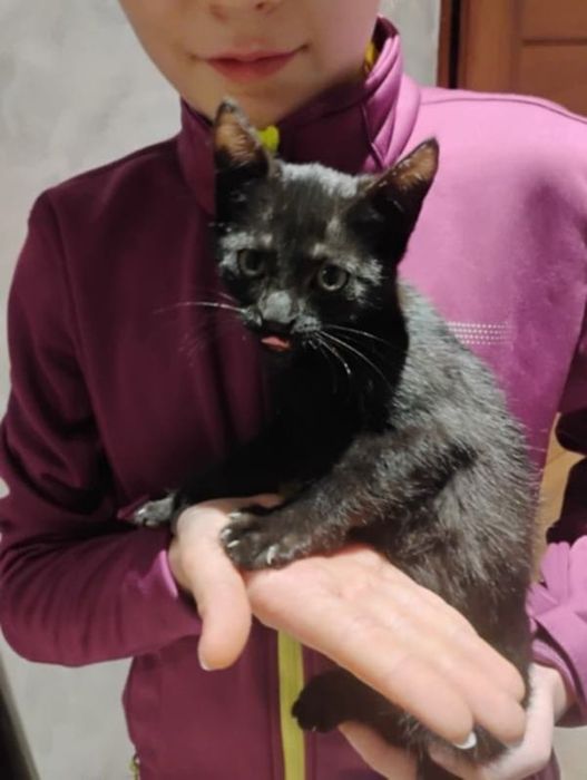 Oddam 4 kotki czarne