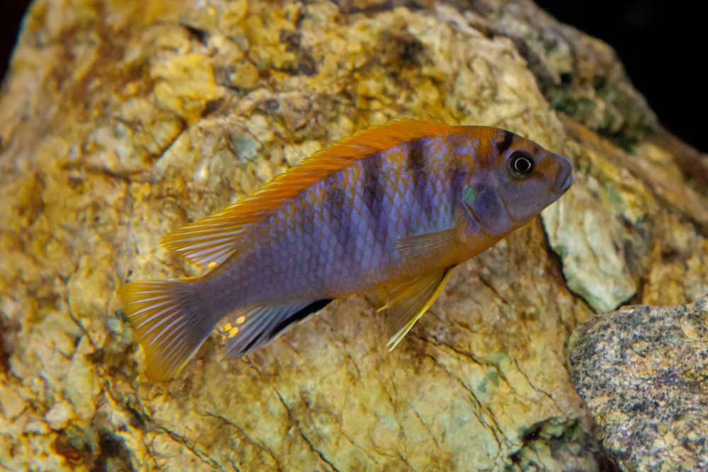 GB MALAWI Pyszczak Hongi - dowóz ryb!