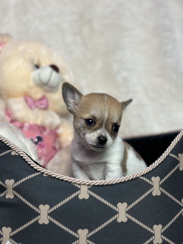Mini Śliczny Piesek Chihuahua Rodowód