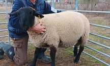 Macho Suffolk linha francesa, registado no Livro de Adultos