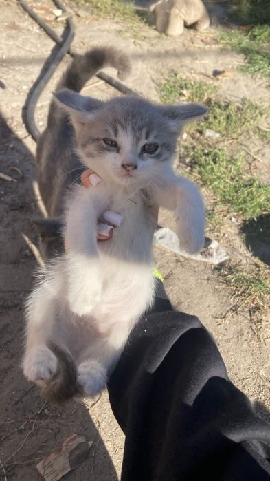 Кошенята шукають дім !!Терміново!!