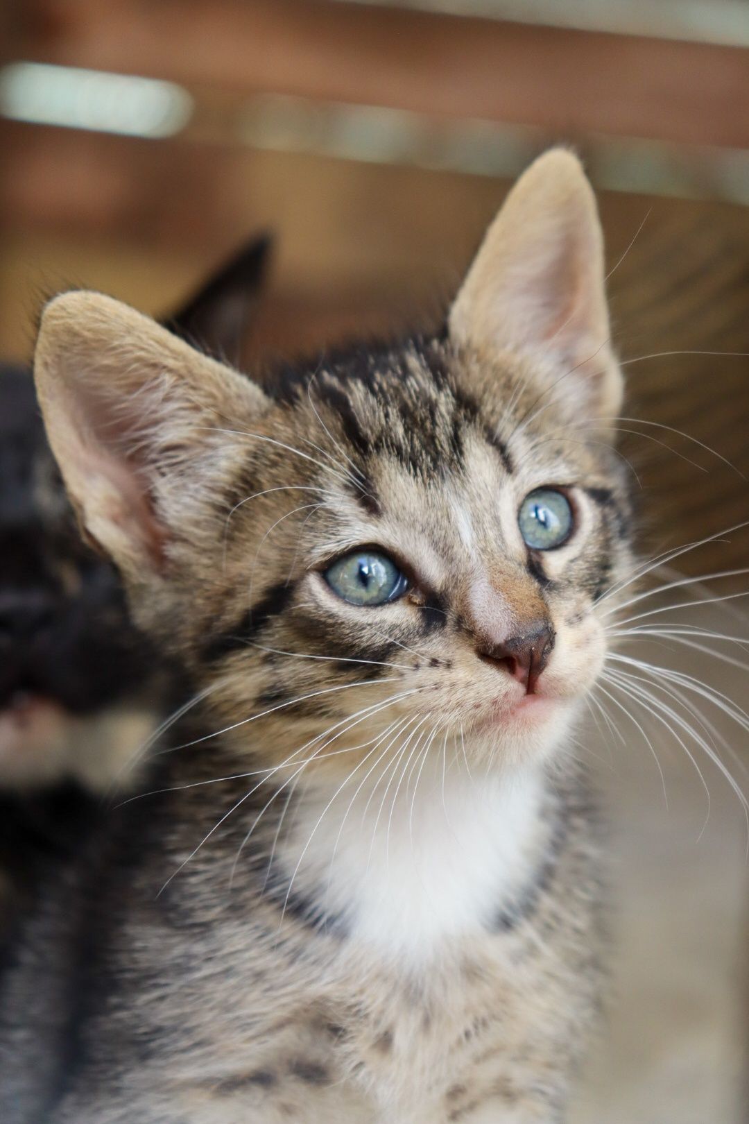 Gatos com 5 semanas para adoção