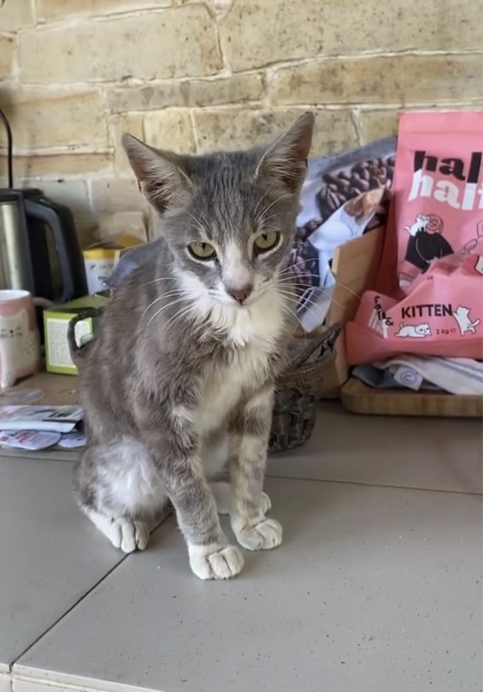 Отдам бесплатно котенка