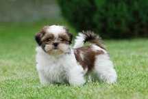 Royal Sublime Shih Tzu