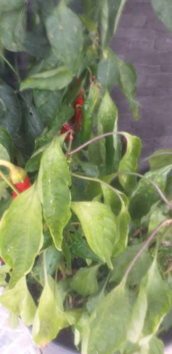 Vende-se pés de cayenna grandes- 4 euros.