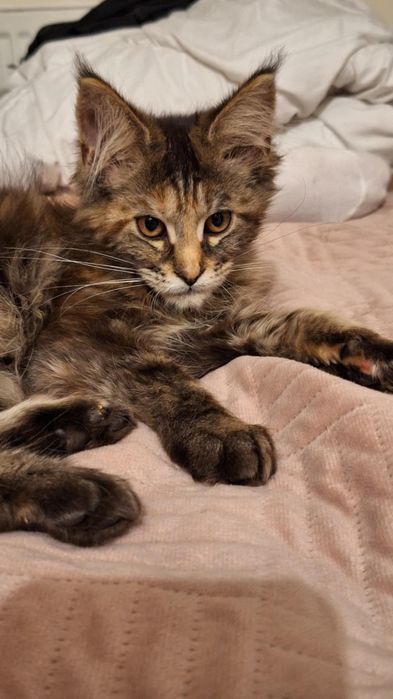 Wspaniała Maine Coon