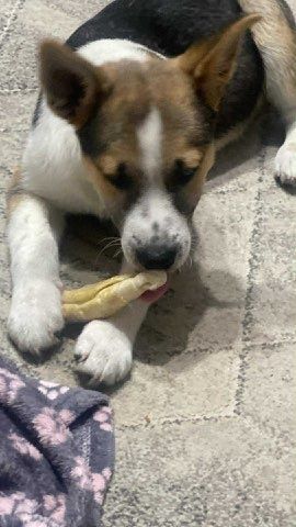 Szczeniaczek do adopcji