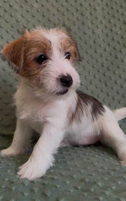 Jack Russell Terrier Hope śliczna suczka FCI ZKwP