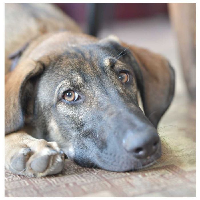 Молодой пес, активный и дружелюбный