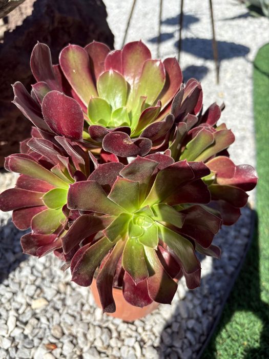 Suculentas Orbea variegata, Crassula, Aeonium, outras