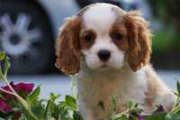 Cavalier King charles spaniel